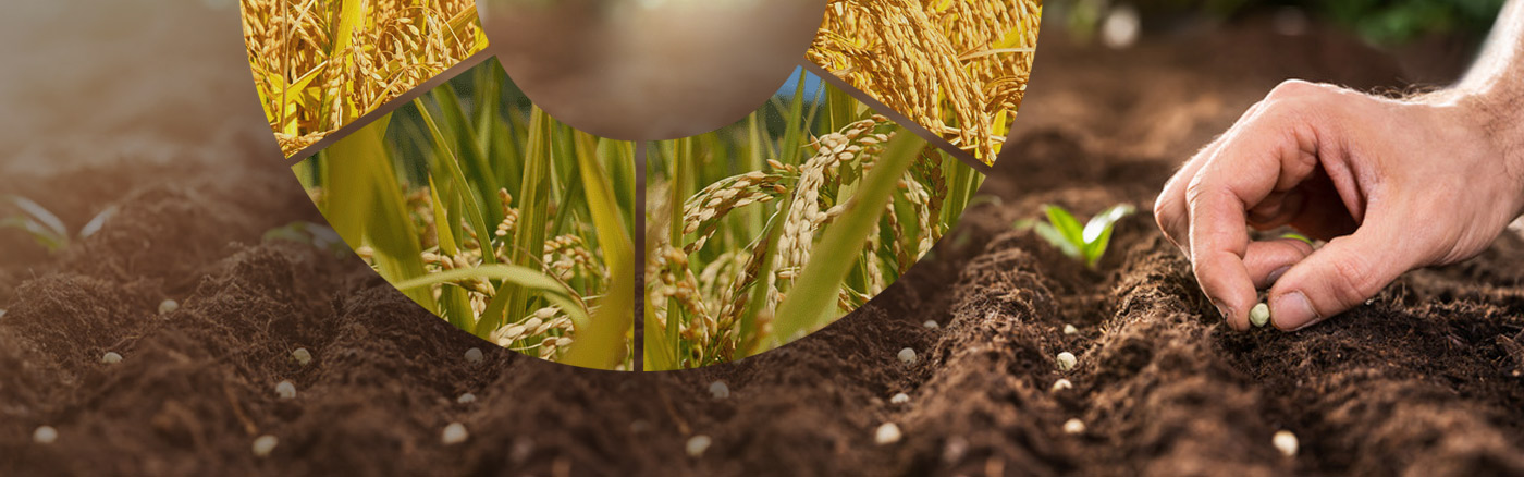 agriculture image